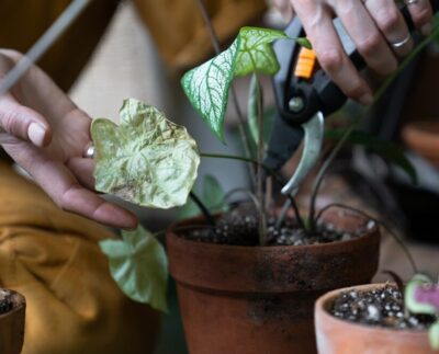 feuille de Caladium fannée
