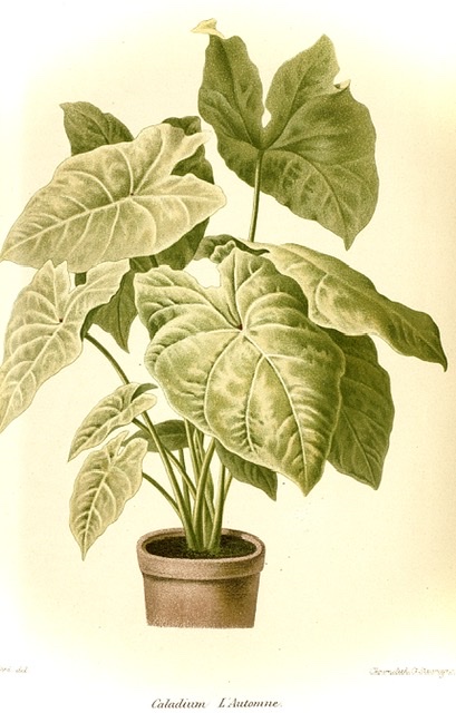 Caladium variété