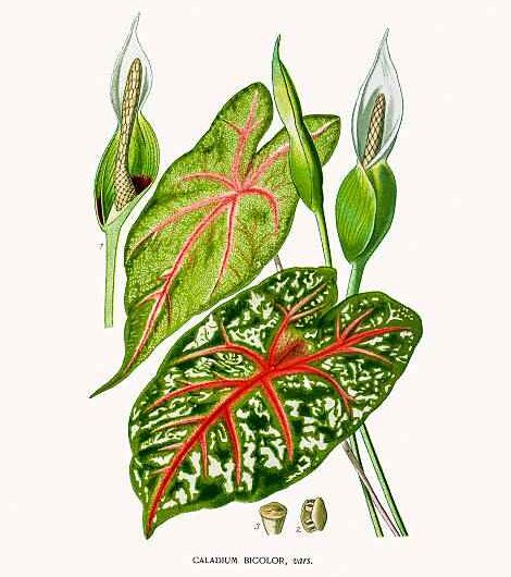 Variété caladium